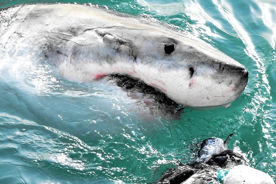 Οι καρχαρίες επιτίθενται: Η αλήθεια πίσω από τον πανικό στην Αυστραλία