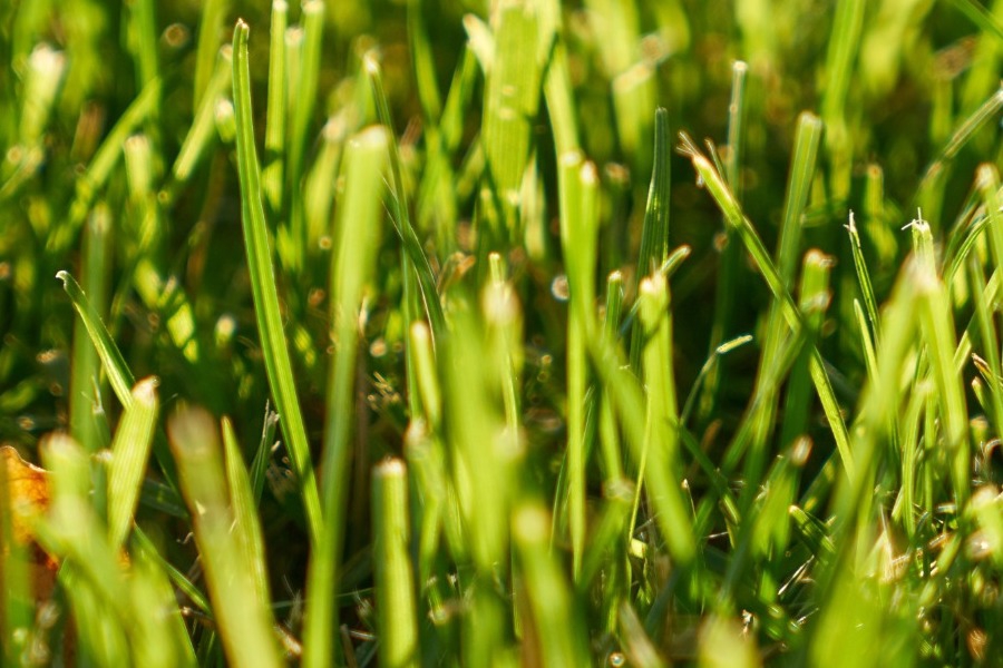 Ακαθάριστα οικόπεδα: Ξεκινά ο υποχρεωτικός καθαρισμός‑ Οι προθεσμίες και τα πρόστιμα