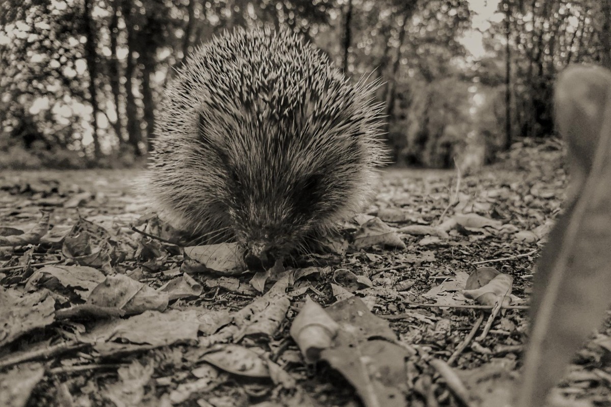 Γιατί οι άνθρωποι που αγαπιούνται πληγώνονται; Το «Δίλημμα του Σκατζόχοιρου»
