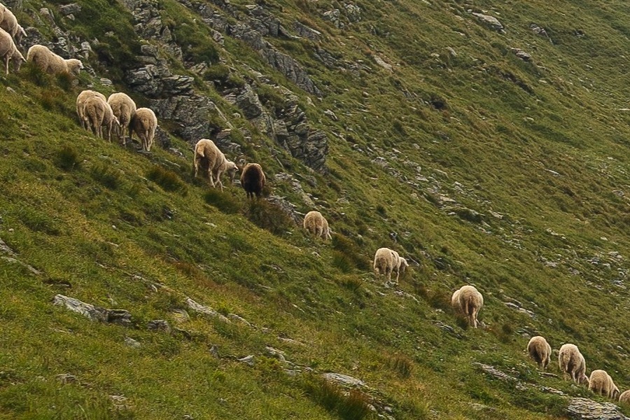 Αφθώδης πυρετός στη Λέσβο: Κίνδυνος καθολικής καραντίνας ‑ «Θα μιλάμε για τεράστια καταστροφή»