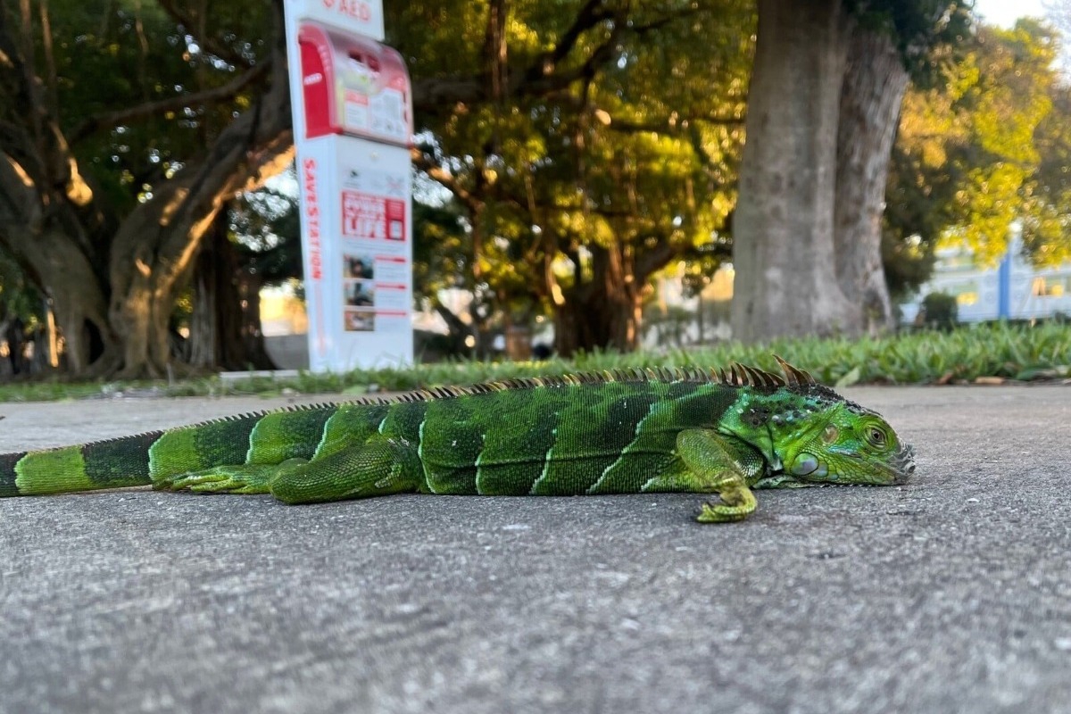 Νέο κύμα κακοκαιρίας σαρώνει τις ΗΠΑ: Ιγκουάνα παρέλυσαν από το κρύο και έπεσαν από τα δέντρα