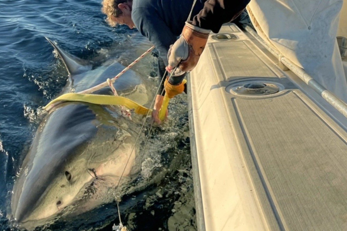Ο μεγαλύτερος λευκός καρχαρίας που έχει καταγραφεί πλησιάζει τουριστική ακτή στη Φλόριντα