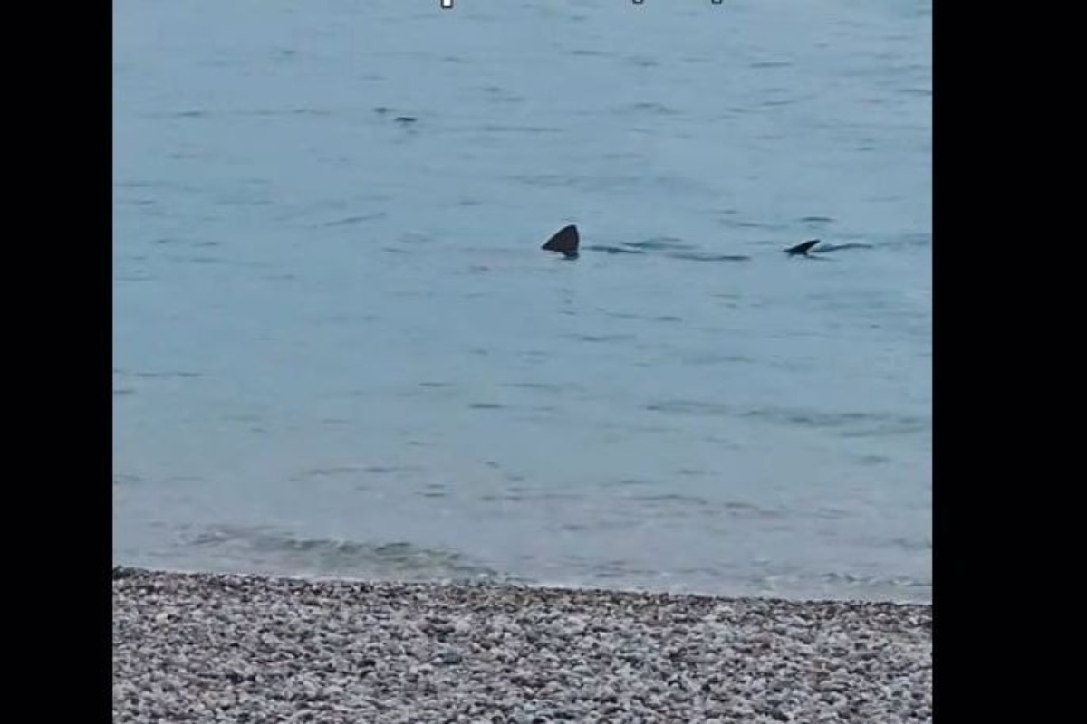 Λουτράκι: Kαρχαρίας κολυμπάει σε ρηχά νερά δίπλα στην παραλία - Συχνές πλέον οι εμφανίσεις καρχαριών στις ελληνικές θάλασσες κοντά στις ακτές