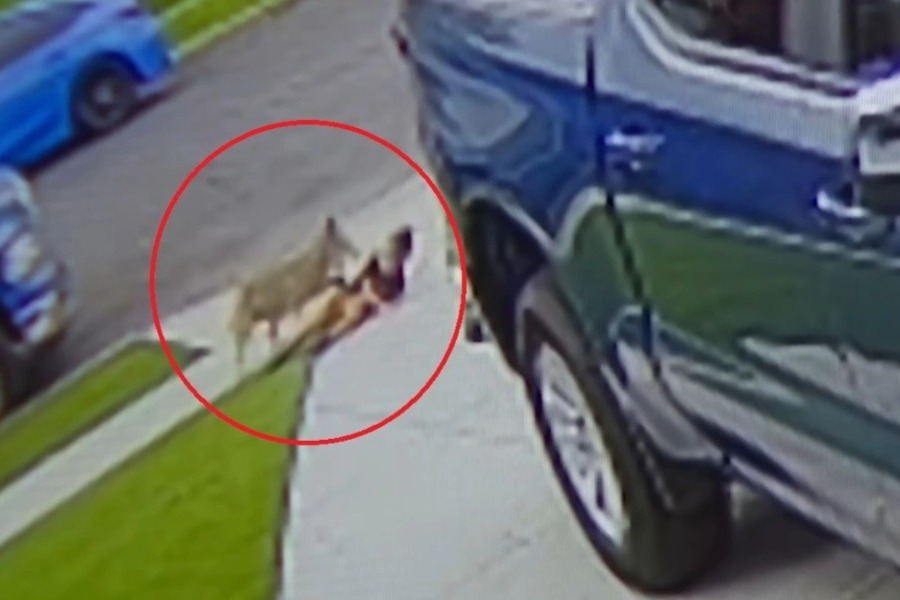 Κογιότ επιτέθηκε και τραυμάτισε 4χρονο στο Λος Αντζελες, δείτε βίντεο - Το ίδιο ζώο φέρεται να έχει επιτεθεί ξανά σε μικρό παιδί, ενώ οι αρχές το αναζητούν