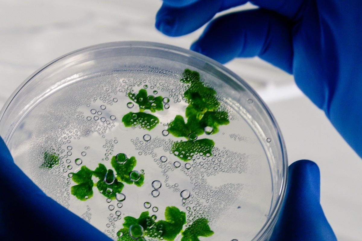 Οι επιστήμονες χτυπούν το «καμπανάκι» – Δύο νέοι ιοί η επόμενη μεγάλη απειλή