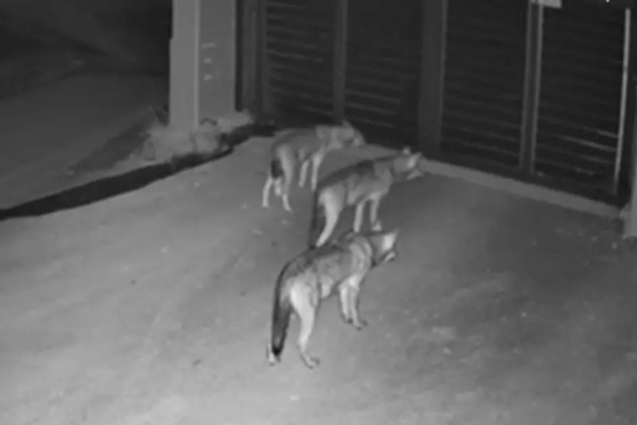 Θεσσαλονίκη: Λύκοι έφτασαν μέχρι την πόρτα σπιτιού στο Πανόραμα