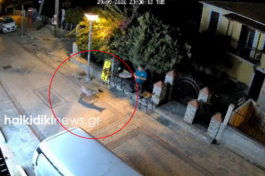 Λύκος στη Νικήτη Χαλκιδικής ‑ Η μαρτυρία κατοίκου για το τι κρατούσε στο στόμα του