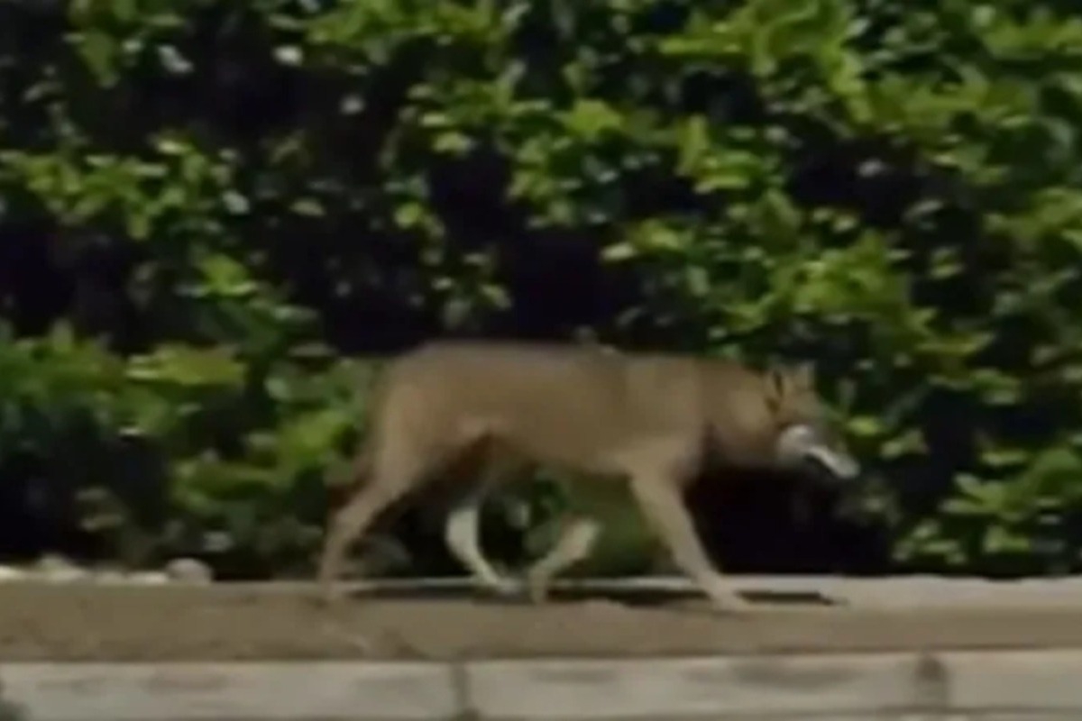 Λύκος κινείται ανενόχλητος δίπλα σε σπίτια στους Θρακομακεδόνες, δείτε βίντεο