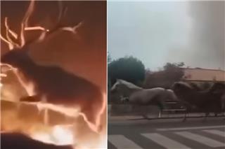 Συγκλονιστικά βίντεο με ζώα που παλεύουν να ξεφύγουν από τις φλόγες σε Ισπανία και Γαλλία