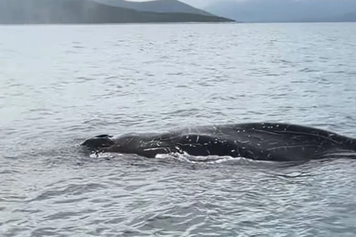 Εντοπίστηκε φάλαινα δίπλα σε ψαράδες στον Παγασητικό Κόλπο στον Βόλο