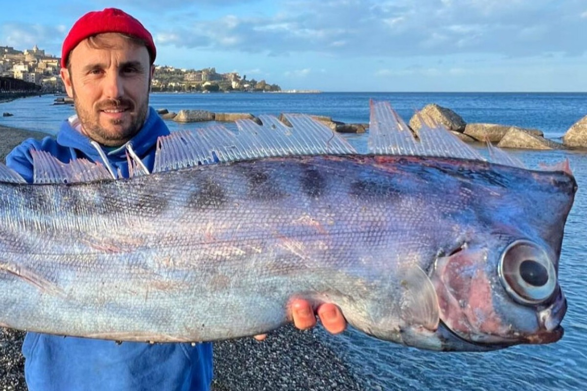 Σπάνιο ψάρι ξεβράστηκε σε παραλία της Σικελίας, δείτε φωτογραφίες - Το συγκεκριμένο είδος - Lophotus lacepede- ανήκει στα μεσοπελαγικά ψάρια και ζει σε βάθη από 200 έως 1.000 μέτρα