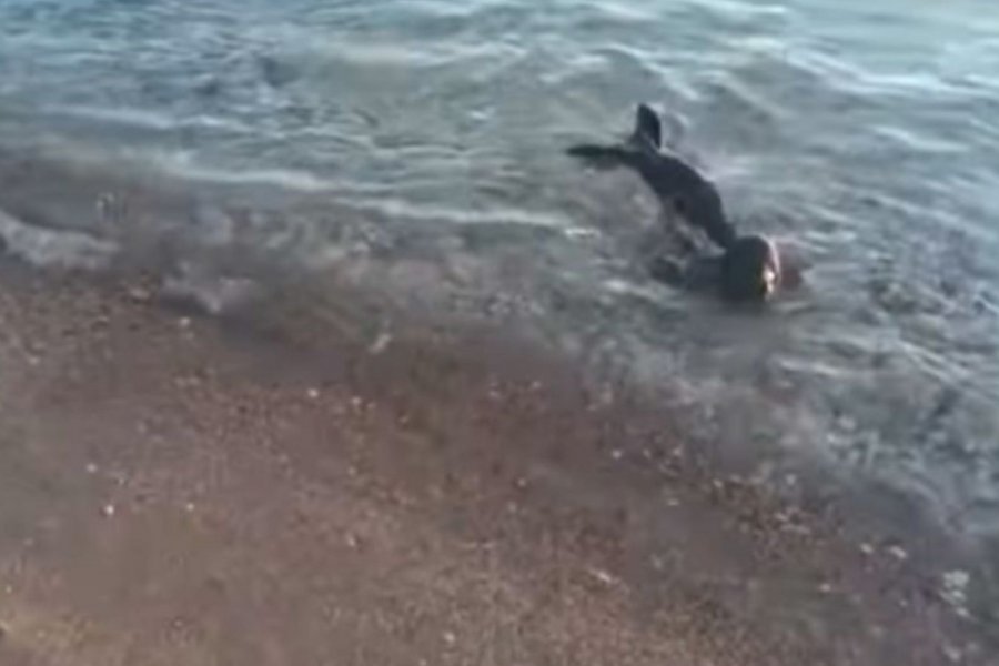 Νεογέννητη φώκια αναζητούσε τη μητέρα της στις ακτές των Σπετσών: Στήθηκε επιχείρηση διάσωσης και μεταφέρθηκε σε κέντρο περίθαλψης - Στόχος είναι να ανακτήσει βάρος και δυνάμεις, ώστε όταν το επιτρέψει η κατάσταση της υγείας της να επιστρέψει στο φυσικό περιβάλλον