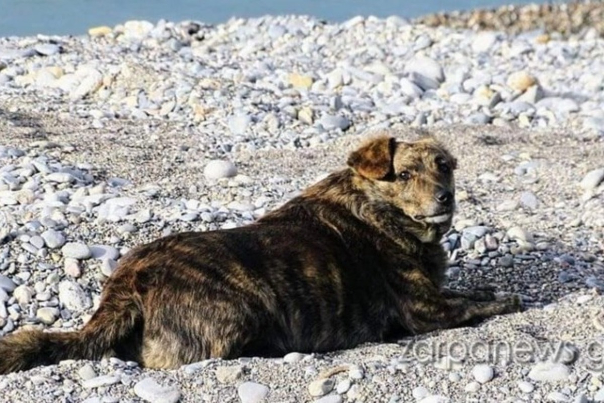 Ραγίζει καρδιές: Η Μπέλλα συνεχίζει την καθημερινή βόλτα τους σαν να είναι ακόμα μαζί - Δεν τον αποχαιρέτησε ποτέ: Η συγκλονιστική ρουτίνα της Μπέλλας μετά την απώλεια του ανθρώπου της