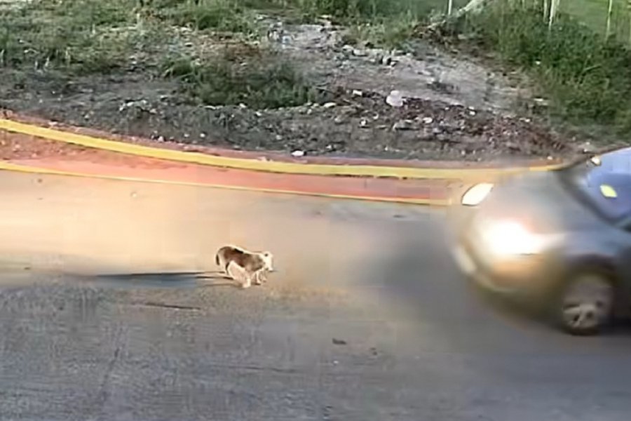 «Νόμιζα ότι το σκυλί είχε απομακρυνθεί, πίστεψα ότι έπεσα σε λακούβα» λέει η 60χρονη οδηγός από τη Γαστούνη