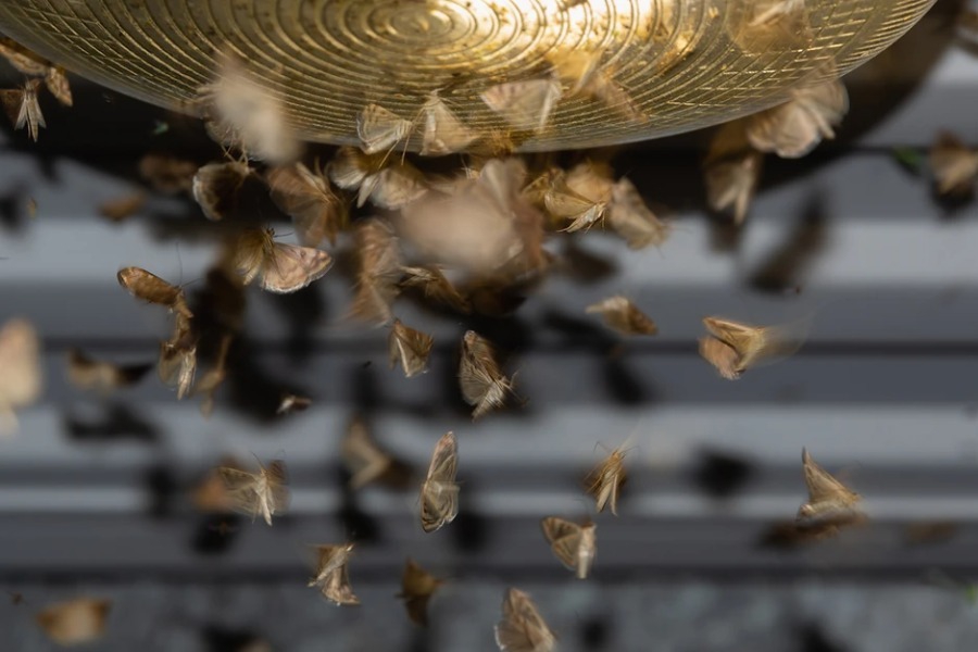 Δραματική προειδοποίηση για την ανθρωπότητα, καθώς τα έντομα «σιωπούν» μυστηριωδώς - Σκαθάρια, πεταλούδες, νυχτοπεταλούδες, μύγες, κουνούπια και μέλισσες εξαφανίζονται με δραματικούς ρυθμούς