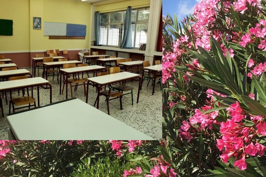 SOS από το Υπουργείο Παιδείας: Απομακρύνετε τις πικροδάφνες από τα σχολεία