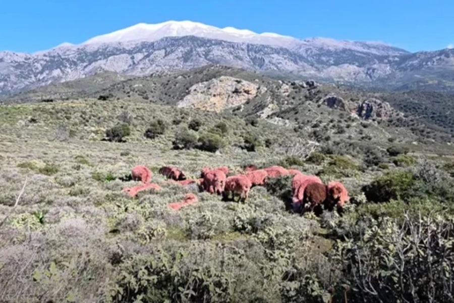 Η εξήγηση πίσω από τα βαμμένα κόκκινα πρόβατα στην Κρήτη - Γιατί οι κτηνοτρόφοι βάφουν τα πρόβατά τους