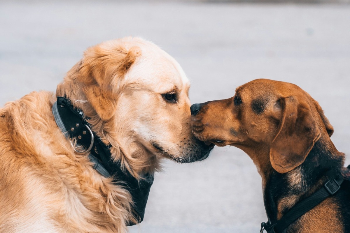Οι σκύλοι «μυρίζουν» τον καρκίνο πριν από τα συμπτώματα – Πώς εντοπίζουν δύσκολες ασθένειες