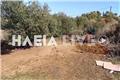 Θρίλερ στην Αμαλιάδα: Δύο αδέλφια έθαψαν τη μητέρα τους σε ξένο χωράφι, δίπλα σε σκύλο