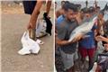 «Είναι δελφίνι. Δεν μπορείτε να το φάτε»: Χτύπησαν μέχρι θανάτου νεαρό δελφίνι στη Θέουτα, ενώ μια χήνα γλίτωσε τελευταία στιγμή