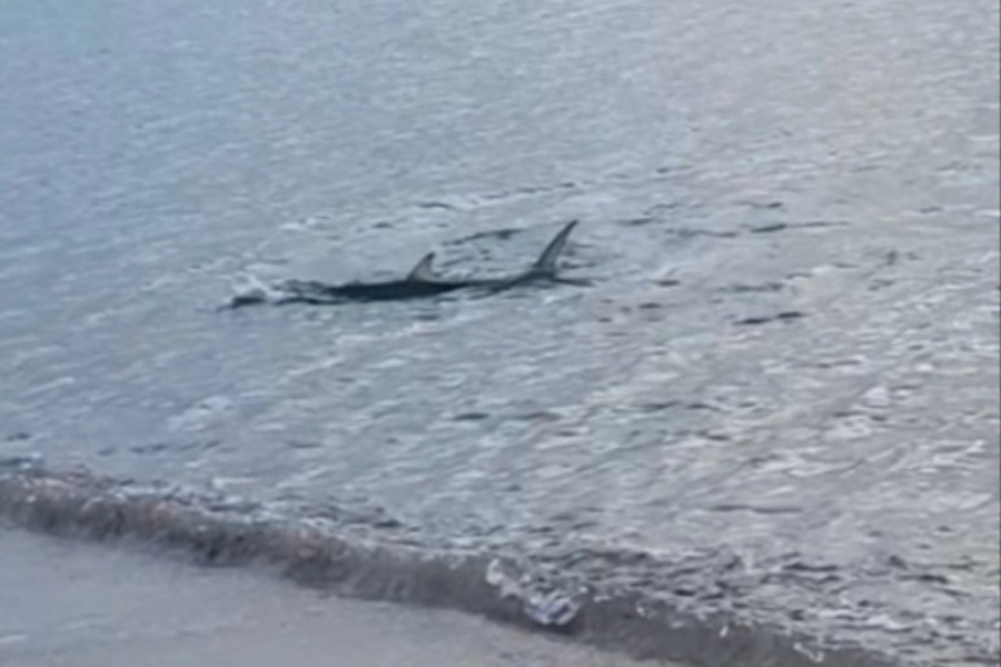 Μεγάλο καρχαριοειδές κολυμπούσε κοντά στην ακτή στο Καβούρι, δείτε βίντεο - Το ψάρι είχε μήκος που ξεπερνούσε το 1,5 μέτρο, ενώ το πτερύγιό του ήταν ορατό πάνω από την επιφάνεια της θάλασσας
