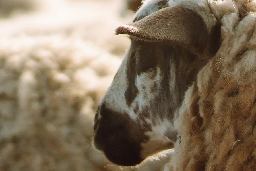 Μυστήριο στην Κοζάνη με νεκρά πρόβατα σε πλαγιά ‑ Αγνωστο πώς θανατώθηκαν