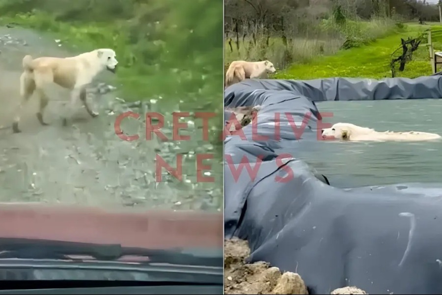 Σκυλίτσα διένυσε 1 χλμ. και οδήγησε άνθρωπο στη διάσωση του κουταβιού της που είχε πέσει σε δεξαμενή νερού - Δείτε βίντεο