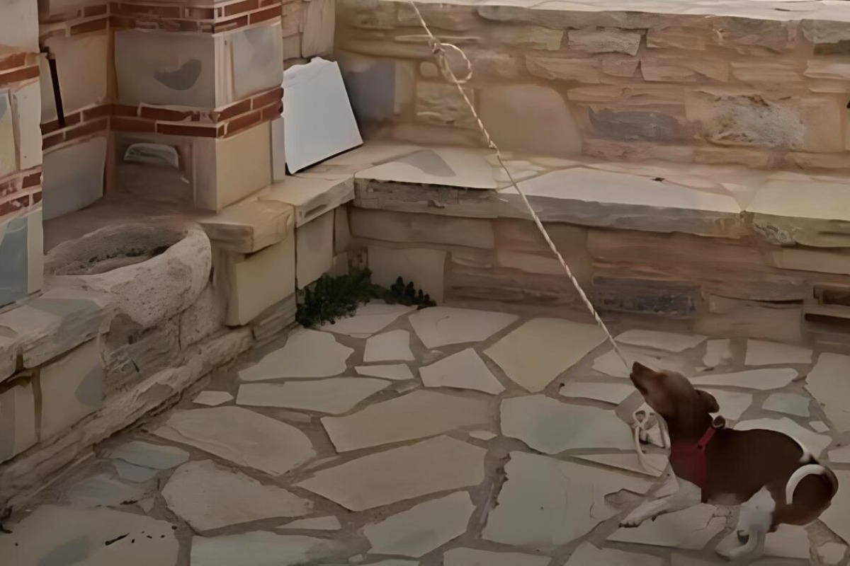 Σκύλος χτυπά την καμπάνα σε εκκλησία στην Κρήτη και γίνεται viral