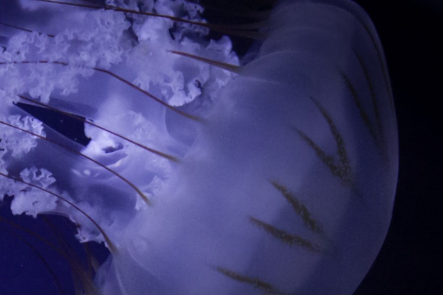 Γιατί ο Ευβοϊκός γέμισε με μωβ και καφέ μέδουσες – Τι λένε οι ειδικοί