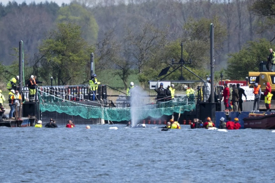 Γερμανία: Η φάλαινα Τίμι φορτώθηκε σε μαούνα σε μια ύστατη προσπάθεια για τη διάσωσή της