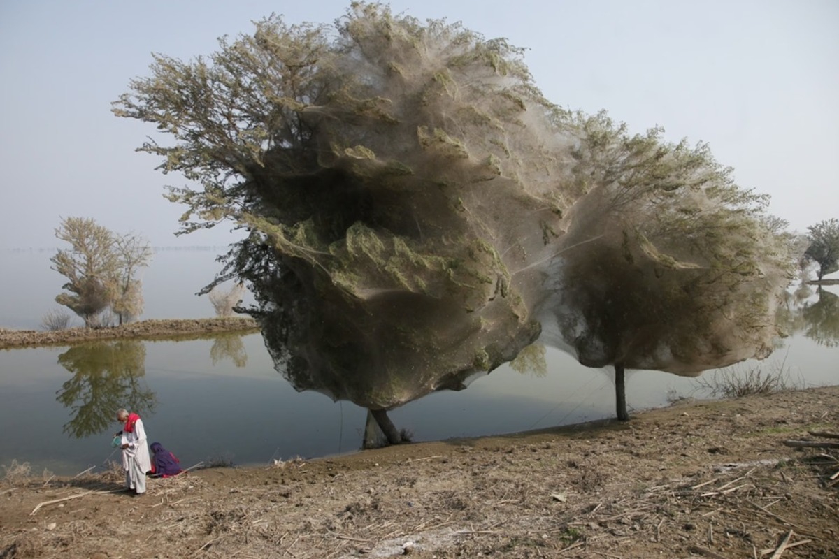 Τα «Δέντρα ‑ Φαντάσματα» του Πακιστάν