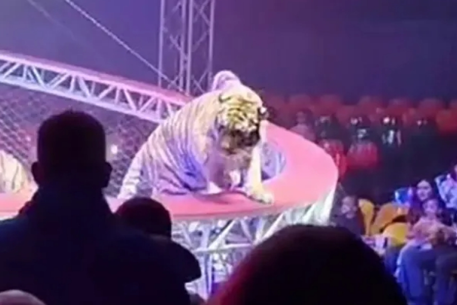 Τρόμος σε τσίρκο στη Ρωσία: Τίγρης βγήκε από το προστατευτικό δίχτυ και πήγε... βόλτα στις κερκίδες