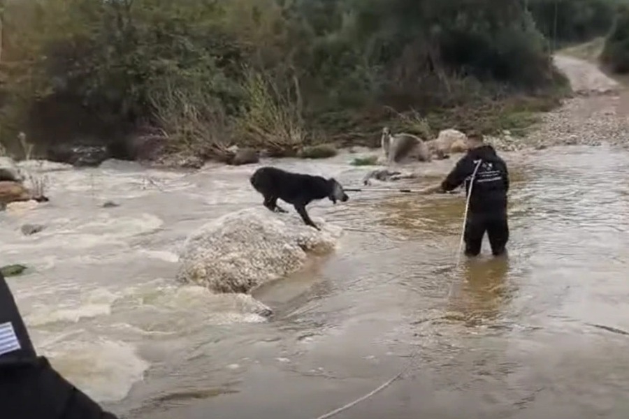 Το συγκλονιστικό βίντεο με τη διάσωση δύο τσομπανόσκυλων από τα ορμητικά νερά στη Χαλκιδική