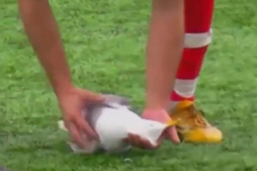 Βολέ τερματοφύλακα συνέτριψε γλάρο: Ποδοσφαιριστής έσωσε το πτηνό με ΚΑΡΠΑ