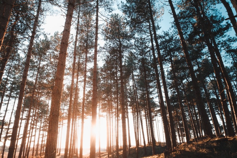 Τα ζώδια σήμερα 17/1: Κάποιος έχει κάτι σημαντικό να σου πει