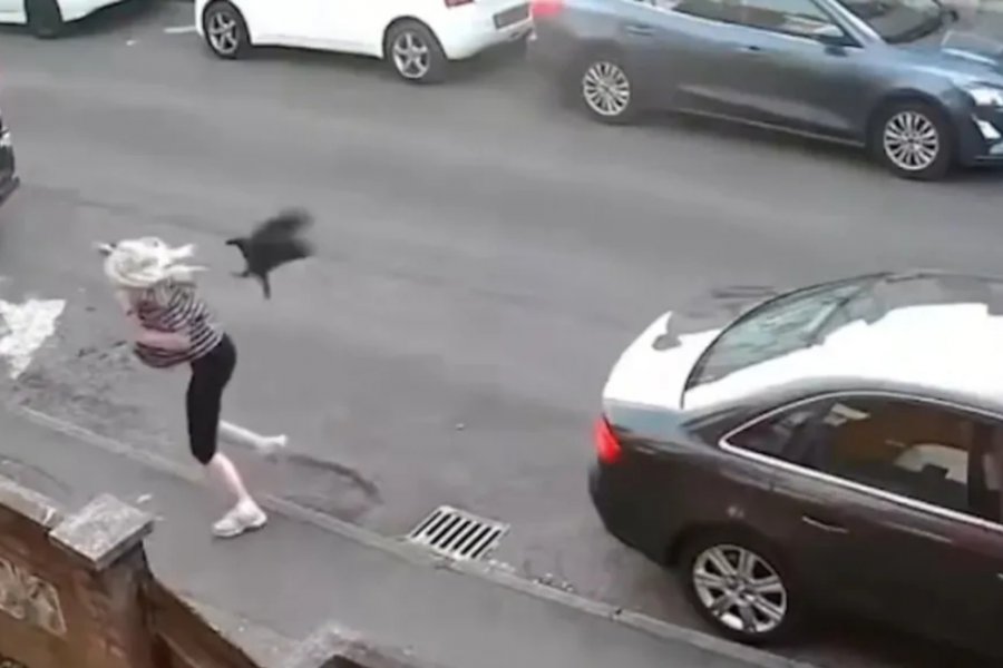 Kοράκι στην Αγγλία δεν αστειευόταν καθόλου: Επιτέθηκε σε γυναίκα και την έριξε κάτω - Δες τι έγινε! - Το βίντεο πλημμύρισε με σχόλια το διαδίκτυο, με πολλούς χρήστες να αστειεύονται ότι το κοράκι «θυμόταν» κάποιο παλιό παράπονο