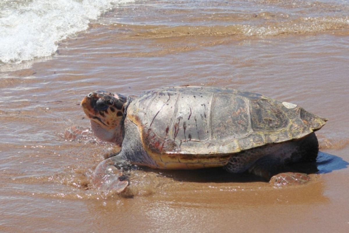 Ο «Έβερεστ», η θαλάσσια χελώνα των 105 κιλών που νίκησε τον θάνατο επέστρεψε στο απέραντο γαλάζιο, δείτε εικόνες