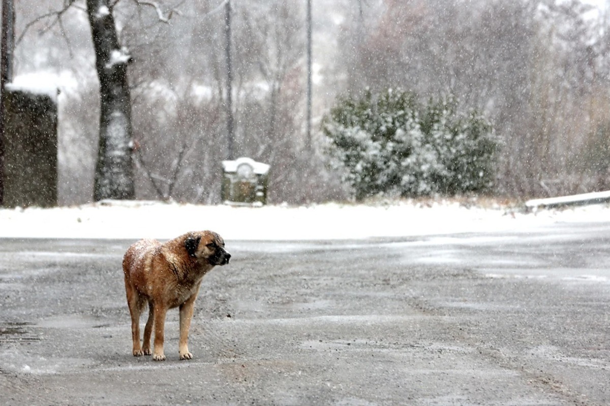 Πιθανότητα για χιόνια ακόμη και στα βόρεια προάστια της Αττικής τις επόμενες ημέρες: Ασανσέρ η θερμοκρασία στην Αθήνα