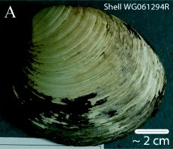 https://en.wikipedia.org/wiki/Ming_(clam)#/media/File:Ming_clam_shell_WG061294R.jpg