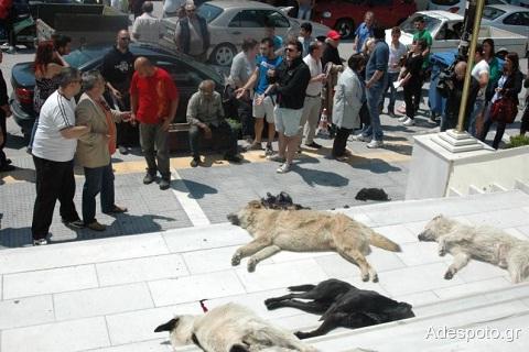Φρίκη: Εξόντωσαν με φόλα τα αδέσποτα στο κέντρο του Κιλκίς