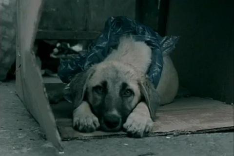 Ένα εξαιρετικό spot για τα αδέσποτα – Θα θέλατε να ήταν το παιδί σας στη θέση τους;