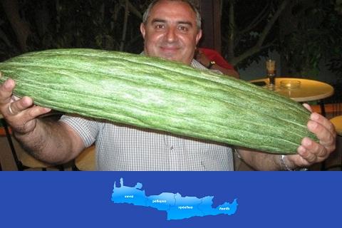 Δείτε το γιγαντιαίο κρητικό αγγούρι, μήκους 70 εκατοστών! 