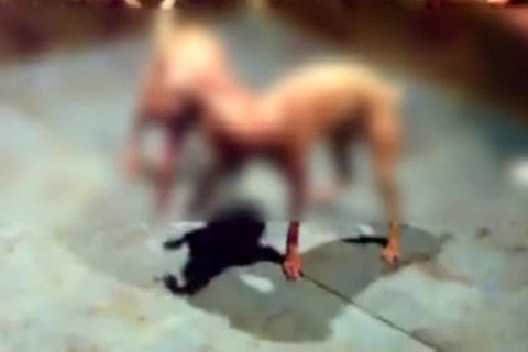 VIDEO ΣΟΚ: H αρένα της φρίκης (προσοχή περιέχει πολύ σκληρές σκηνές)