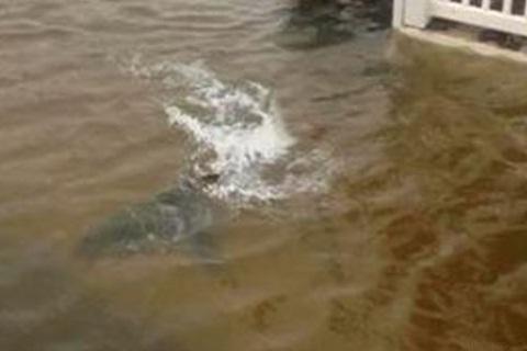 Ο τυφώνας Sandy μετέφερε καρχαρία σε πλημμυρισμένο δρόμο - Η φωτογραφία κάνει το γύρο του διαδικτύου...