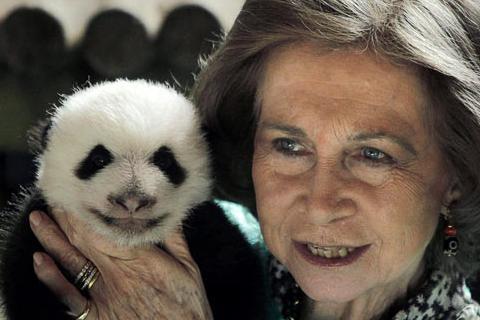 Βασιλική τιμή για το ...νεογέννητο panda!