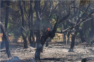 Φωτιά στην Οινόη Αττικής: Μεγάλη επιχείρηση κατάσβεσης με 10 εναέρια μέσα
