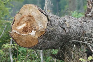 Σήμερα έμαθα: Τα κομμένα δέντρα μπορούν να παραμείνουν ζωντανά