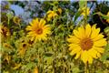 Ζώδια του μήνα: Αύγουστος